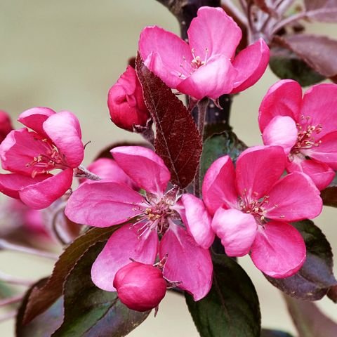 Baumbestattung - Baum in der Natur